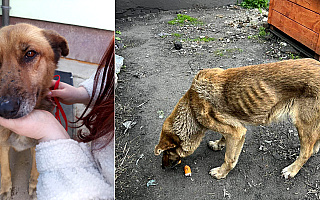 Skrajnie zaniedbany pies „pilnował” kotłowni. Interweniowali mieszkańcy i OTOZ Animals